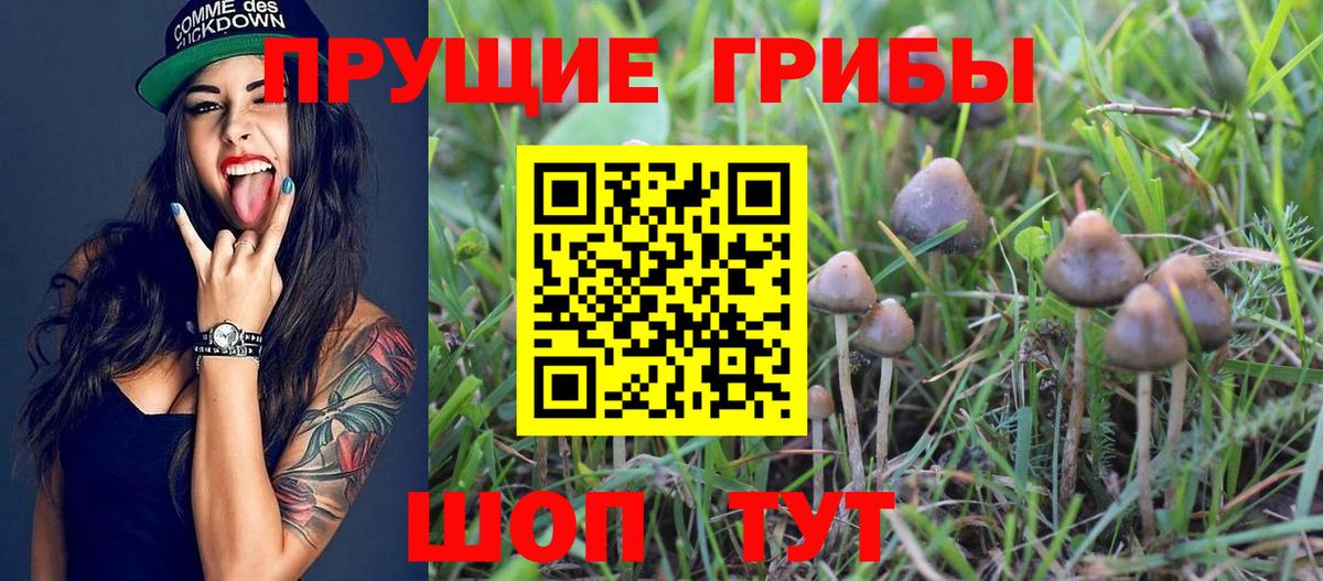 сколько стоит  Большой Камень  Псилоцибиновые грибы Psilocybe 