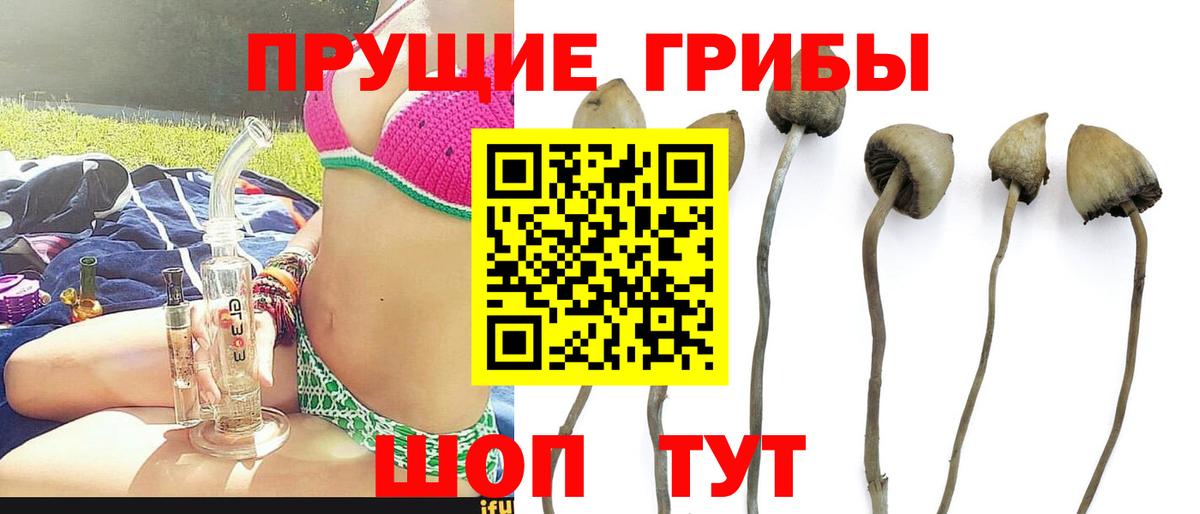 Галлюциногенные грибы Cubensis Большой Камень